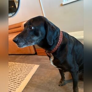 NWT Harry Barker Braided Leather Dog Collar-M